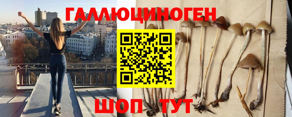 Галлюциногенные грибы Psilocybine cubensis Артём